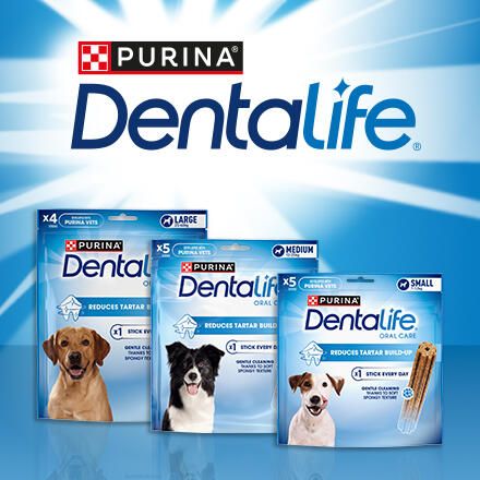 Dentalife product range