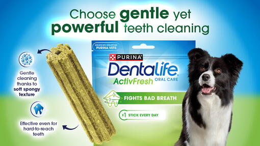 Choose gentle bet powerful teeth cleaning