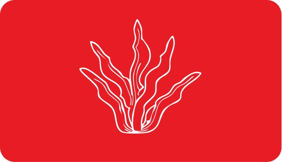 Seaweed