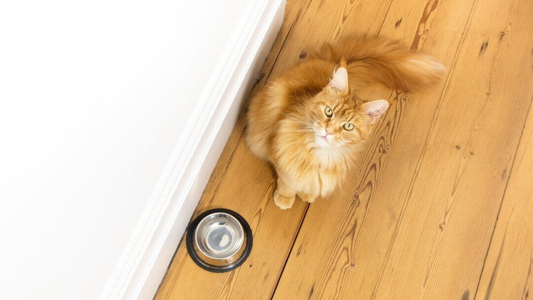 Ingvera kaķis sēž blakus tukšai ēdiena bļodai