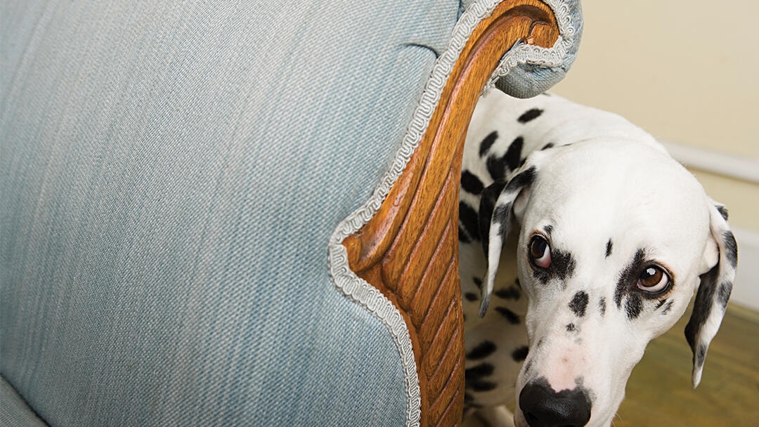 Anxiety in dogs: What you need to know
