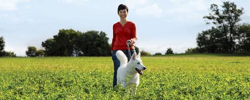Find Your Perfect Countryside Dog or Farm Dog Breed