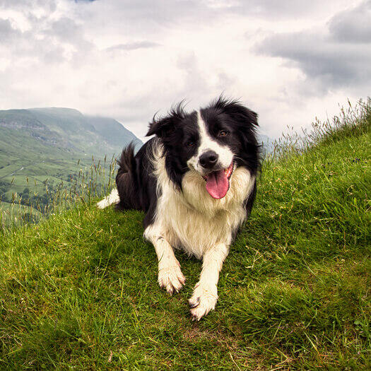 Border Collie Dog Breed