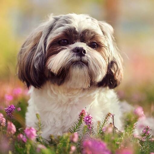 Shih Tzu