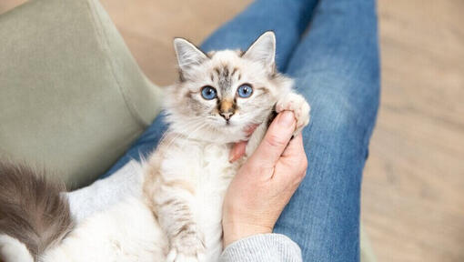 Light furred kitten with blue eyes on owner's lap.