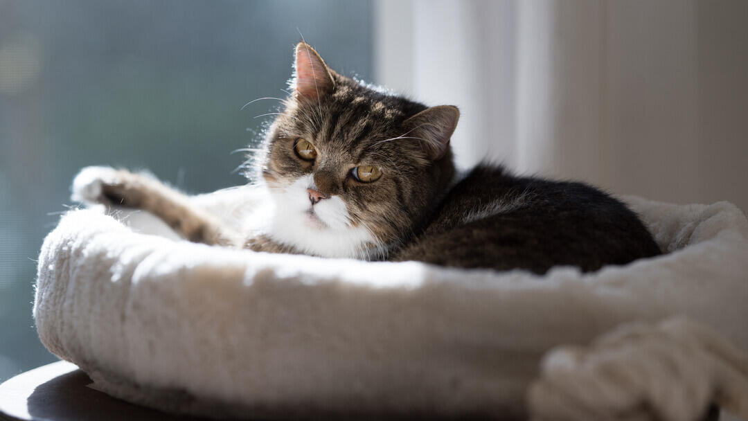 older cat in a bed