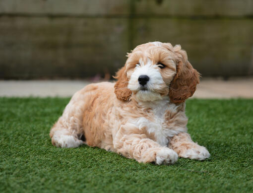 Cockapoo Puppy laying in grass
