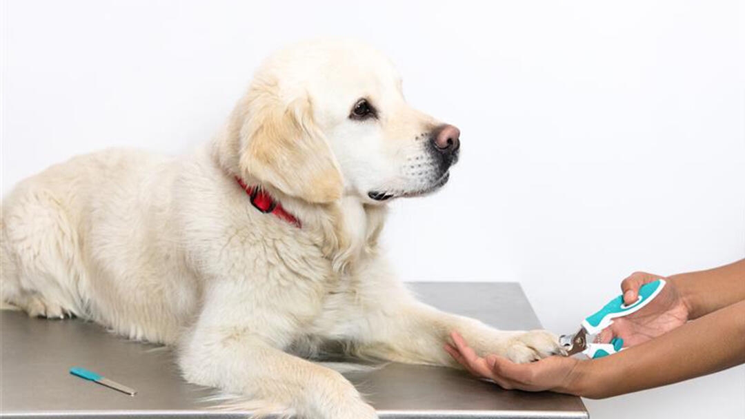 Dog Nail Cutting