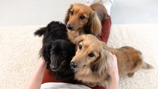 Choosing the Right Small Dog for Your Family