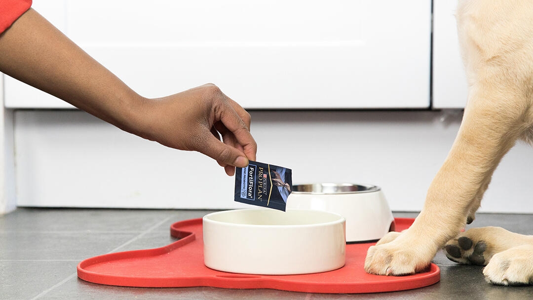 Fortiflora packet being emptied into a dog bowl
