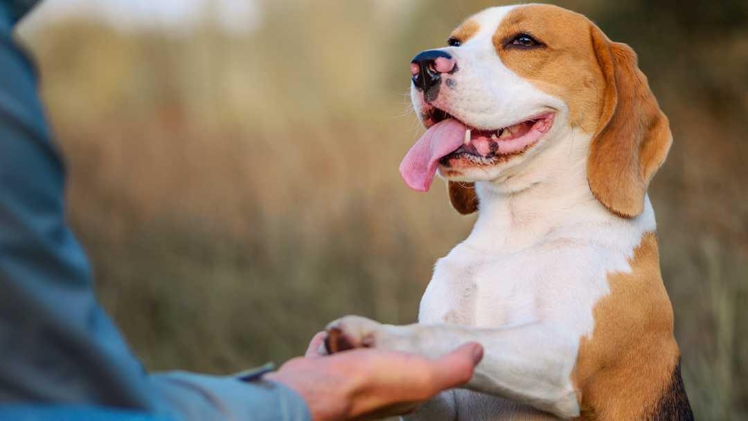 Puppy and owner hand holding outdoors