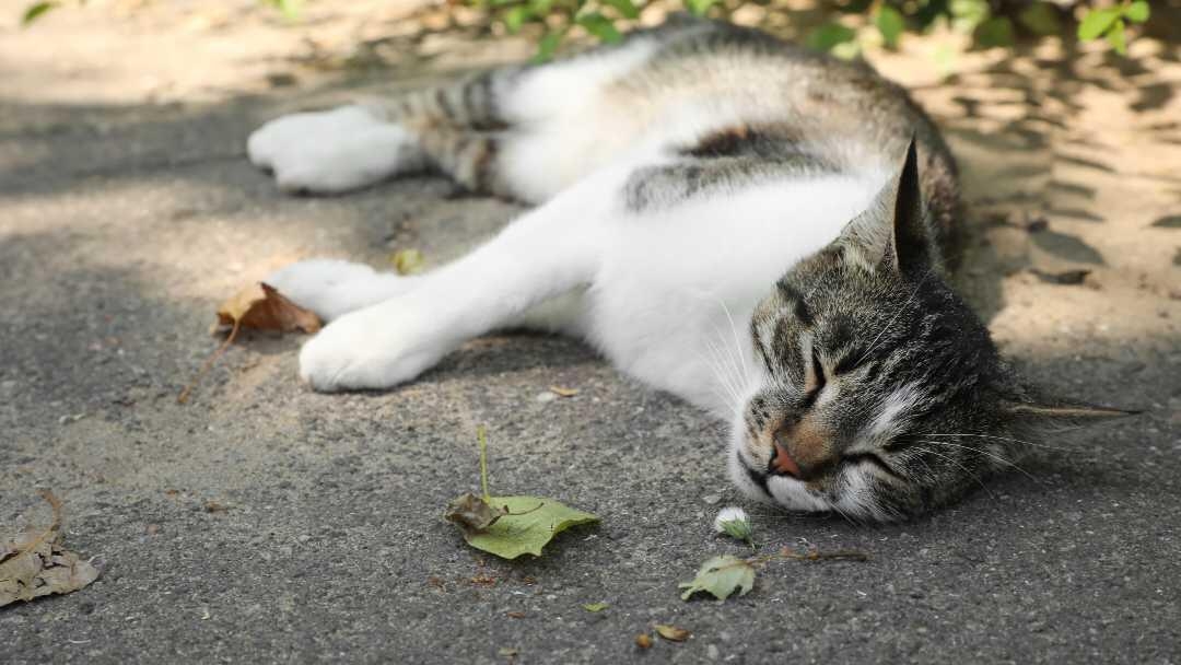 Cat laying down in the shade