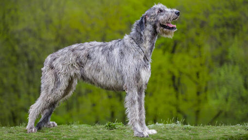 Irish Wolfhound 