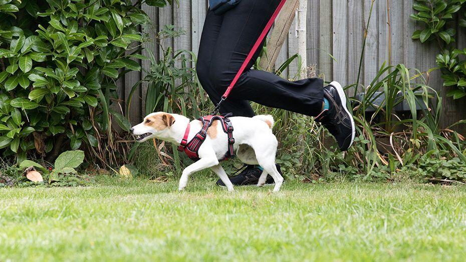 Puppy running in a garden