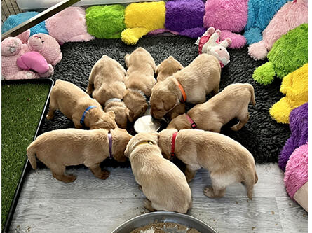 Golden Retriever puppies eating