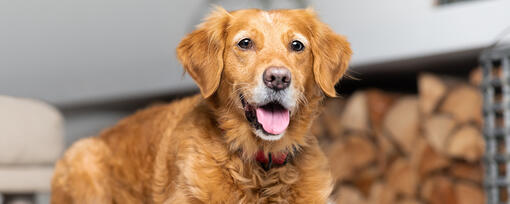 Kidney Failure in Dogs