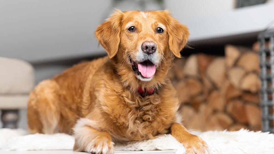 Kidney Failure in Dogs