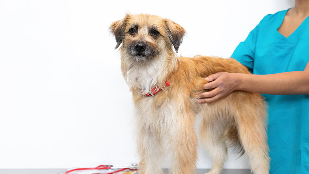 Mange in Dogs: Symptoms, Treatment, and Prevention