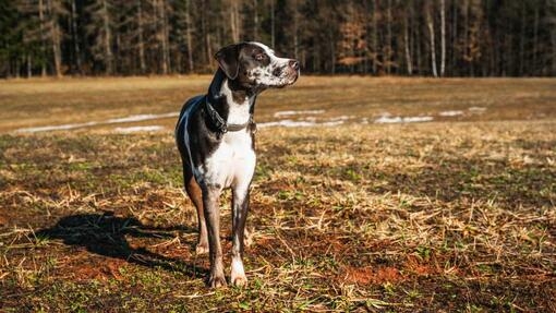 merle dog standing outside