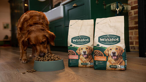 Dog eating Winalot dry kibble from a bowl