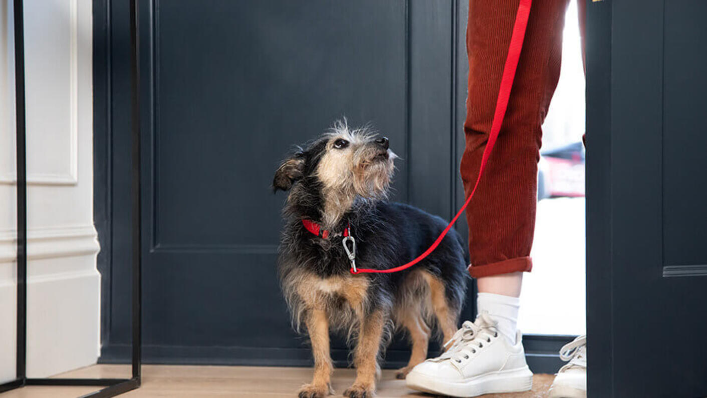 Senior dog looking at their owner.