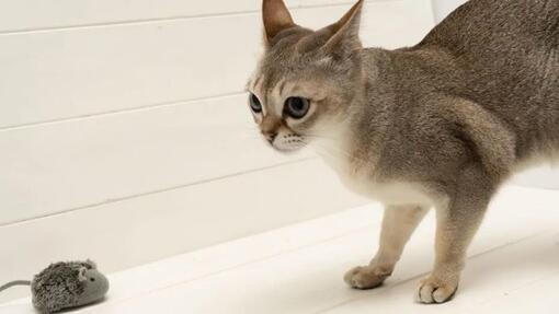Singapura cat next to a toy mouse