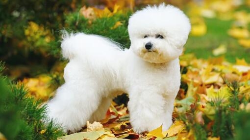 Bichon Frise