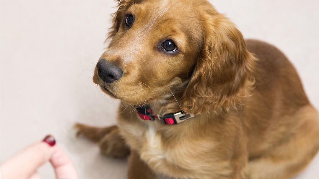 Spaniel puppy looking up at command whilst sitting