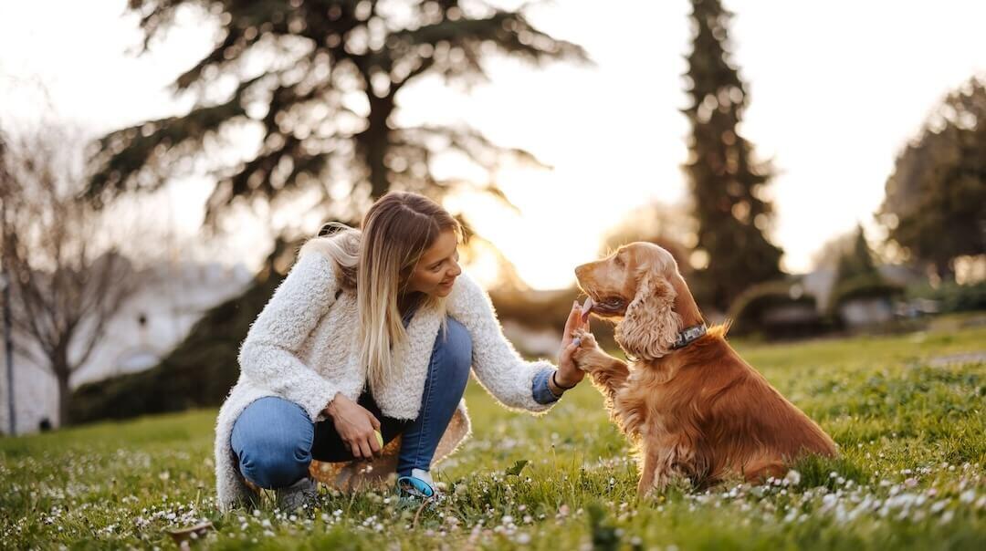 Woman and Cocker Spaniel outside playing