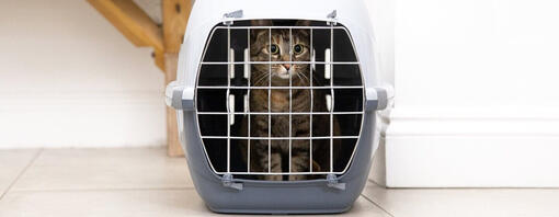 Dark furred cat in a cat cage.