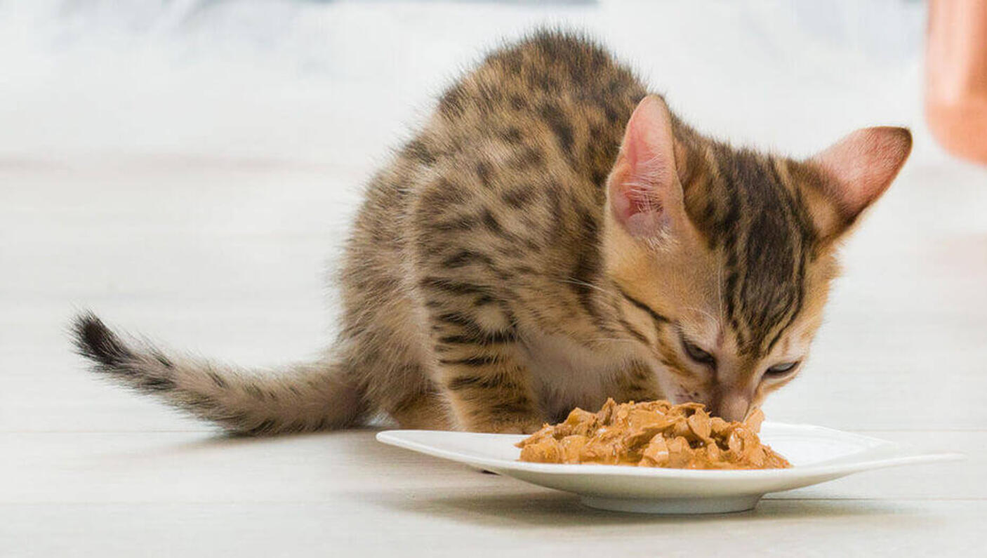 Cat eating from a bowl