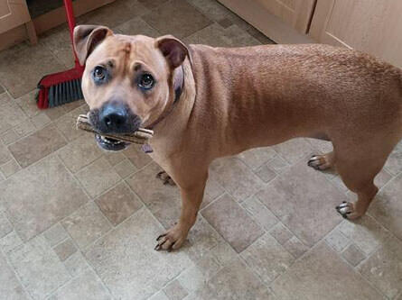 Dog with Dentalife stick in it's mouth