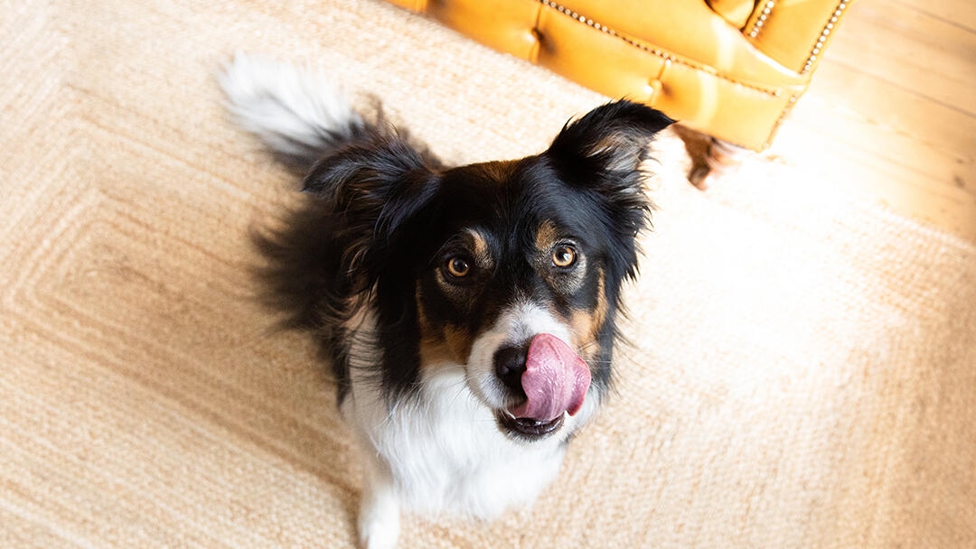 Why do dogs lick you and what to do about it?