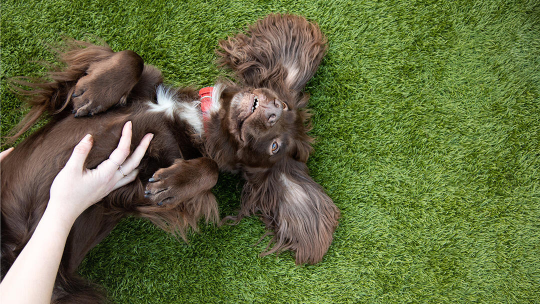 Why do dogs like belly rubs so much?