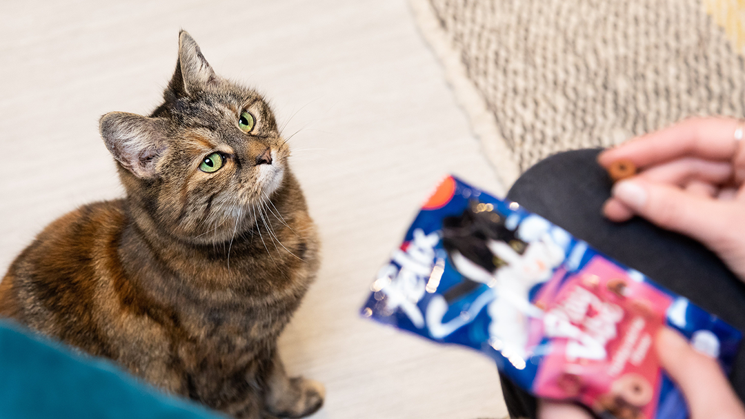 Cat sat looking at Felix cat treat in person's hand