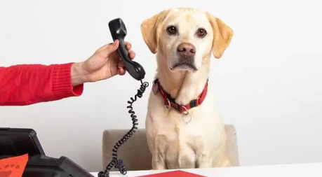 A dog with a telephone handset attached to its ear