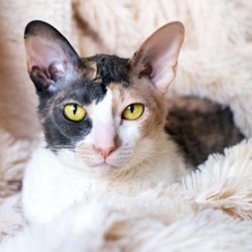 Cornish Rex sitting on a beige blanket