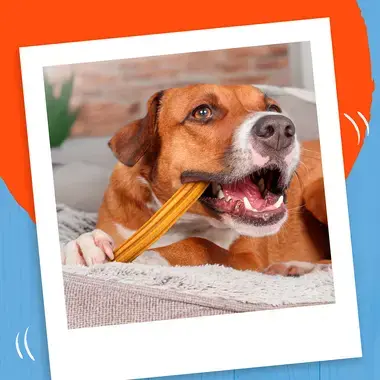 Dog eating a Bakers Dental Delicious stick
