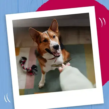 Dog being given a Bakers Whirler treat