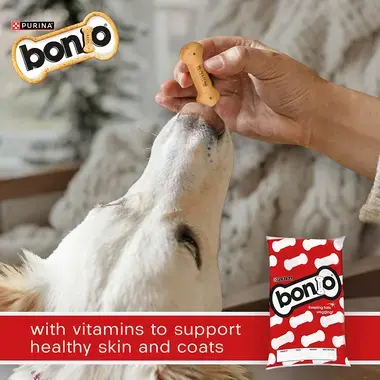 Golden Retriever reaching up to get a bonio from a persons hand