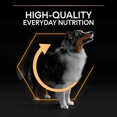 High quality everyday nutrition