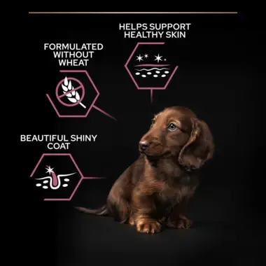 Supports healthy skin, without wheat, shiny coat